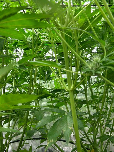 Growreport Bild 33