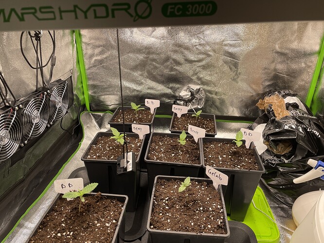 Growreport Bild 5