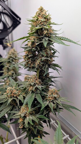 Growreport Bild 33