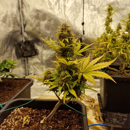 Growreport Bild 2