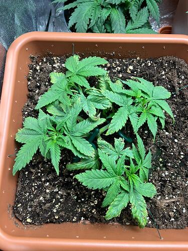 Growreport Bild 6