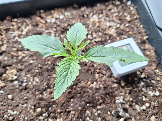Growreport Bild 7
