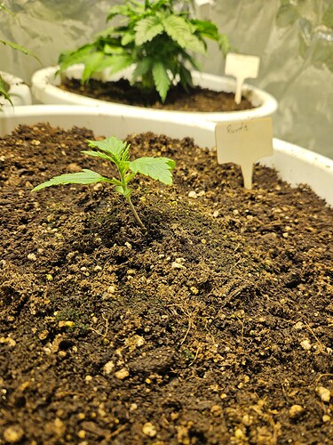 Growreport Bild 8