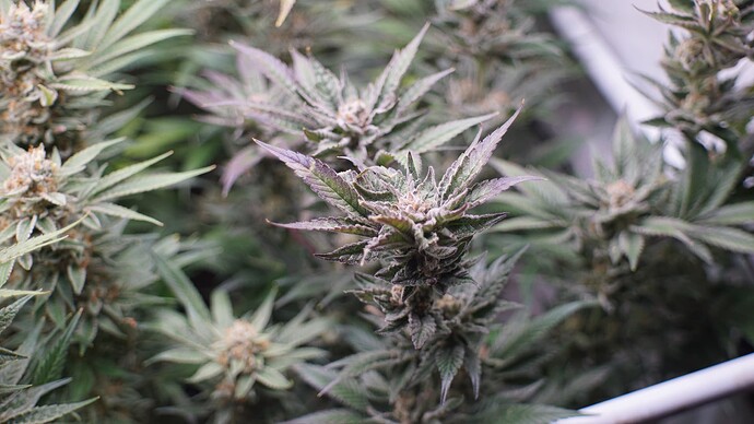 Growreport Bild 6