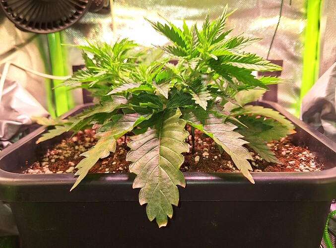 Growreport Bild 4