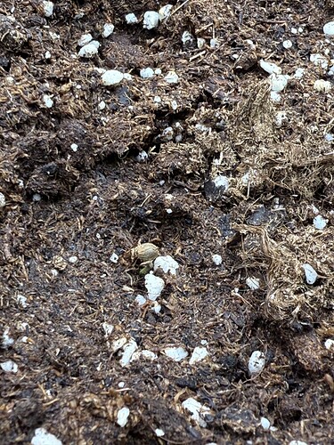 Growreport Bild 31