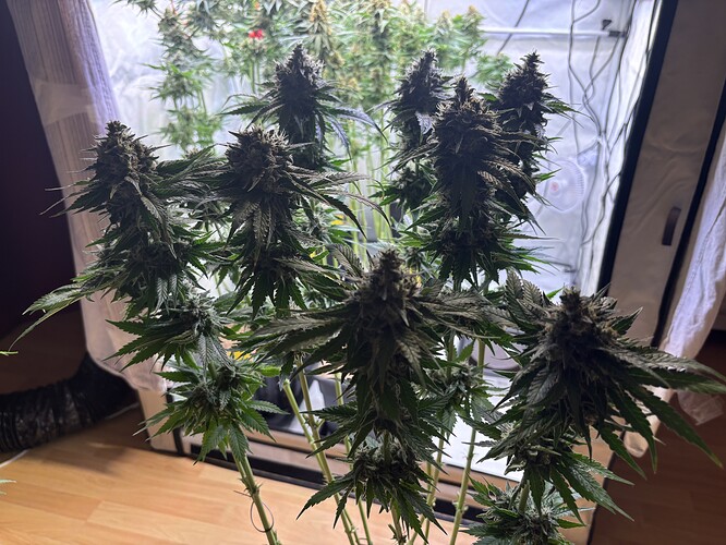 Growreport Bild 57