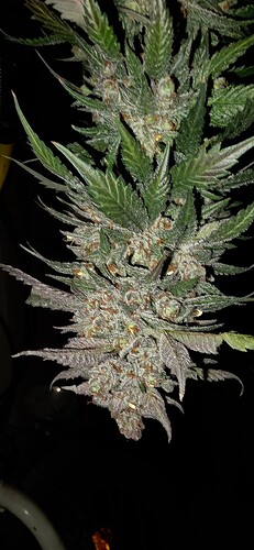 Growreport Bild 49