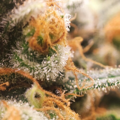 Growreport Bild 67