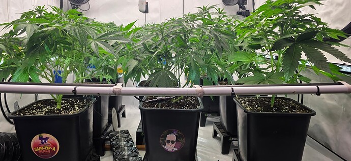 Growreport Bild 82