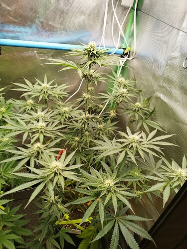 Growreport Bild 6