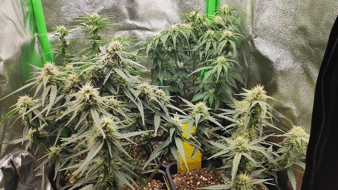Growreport Bild 4