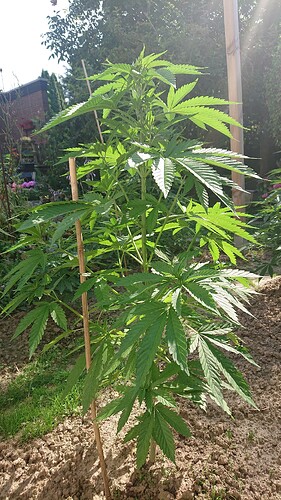 Growreport Bild 87