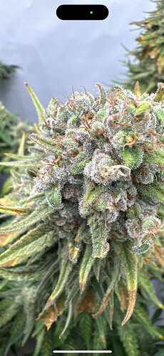 Growreport Bild 4