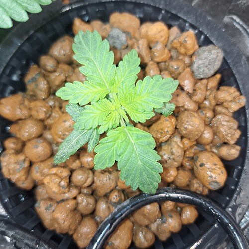 Ein junger Cannabis-Keimling mit mehreren Blättern, der in Blähton in einem schwarzen Netztopf wächst.