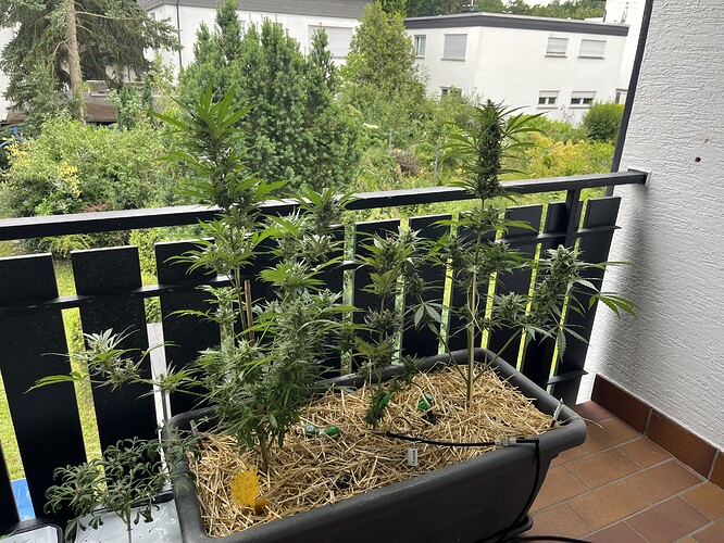 Growreport Bild 1