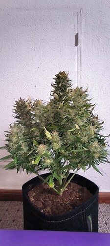 Growreport Bild 4