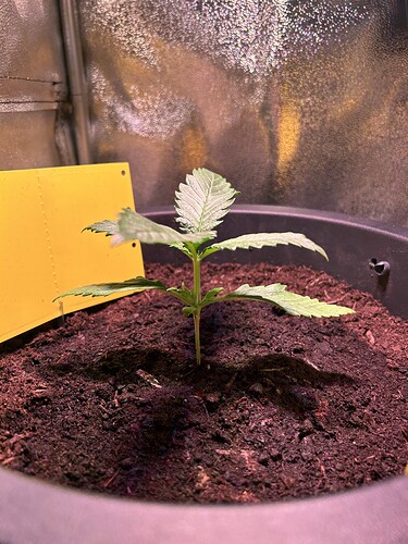 Growreport Bild 3