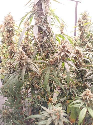 Growreport Bild 6