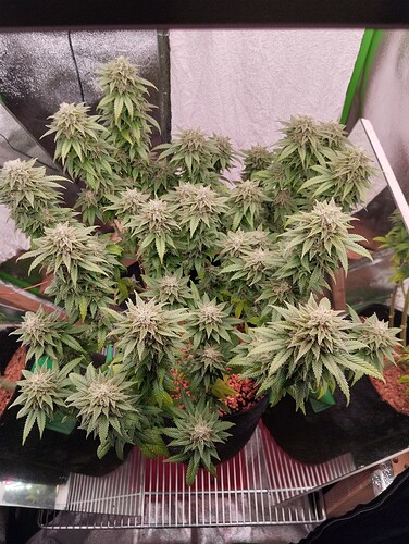 Growreport Bild 2