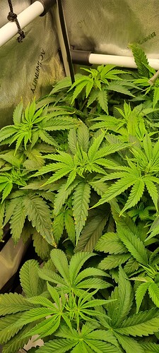 Growreport Bild 5