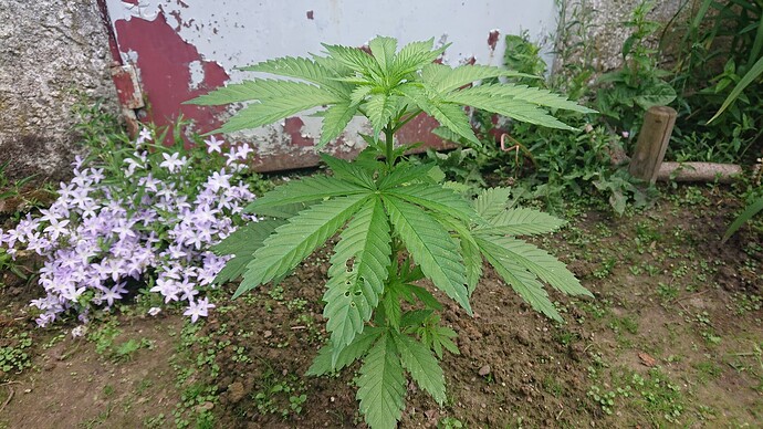 Growreport Bild 32