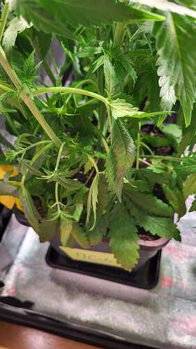 Growreport Bild 6