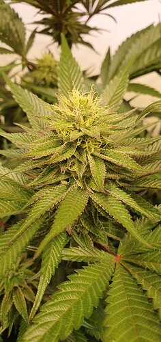Growreport Bild 6
