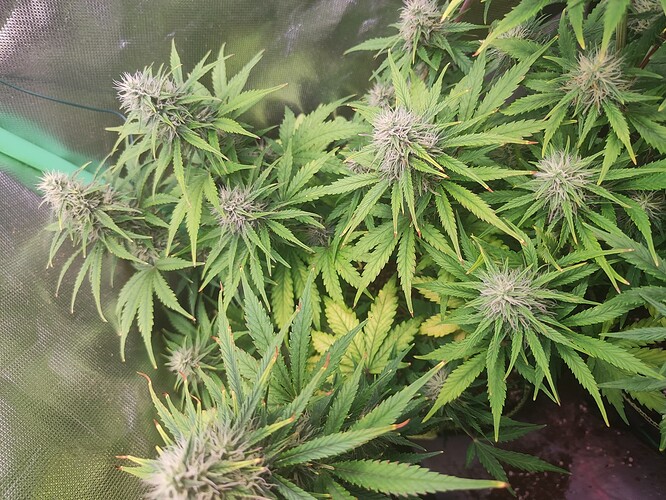 Growreport Bild 6