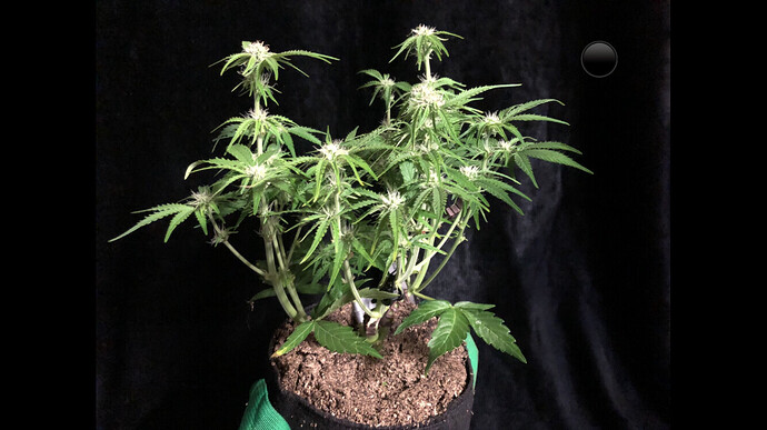 Growreport Bild 2