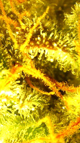 Growreport Bild 3