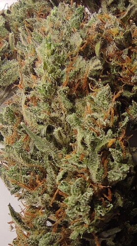 Growreport Bild 19