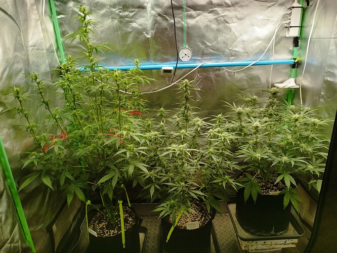 Growreport Bild 4