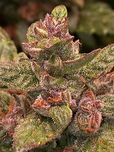 Growreport Bild 1