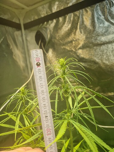 Eine Messlatte wird neben zwei jungen Cannabispflanzen gehalten, die sich im Wuchs befinden. Die Messlatte zeigt etwa 130 cm an.