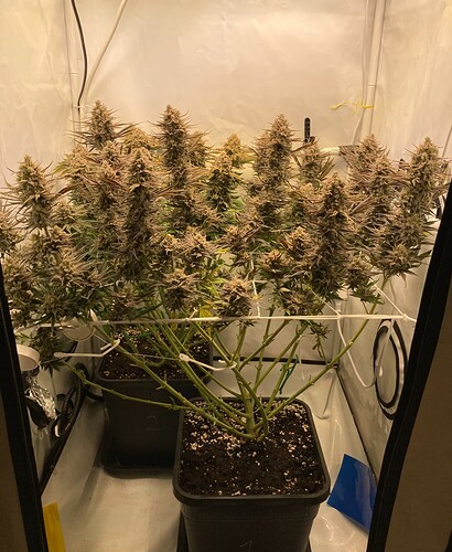 Growreport Bild 5