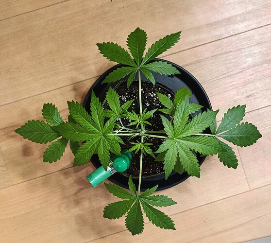 Growreport Bild 7