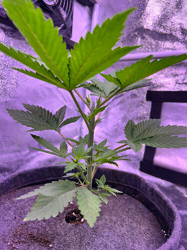 Eine junge Chemdawg Cannabispflanze in einem Growzelt, aufgenommen in der Wachstumsphase.