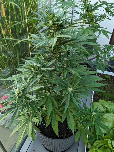 PXL_20240604_182502073