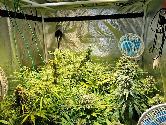 Mehrere Cannabis-Pflanzen in einem Zelt, die sich in der Wachstumsphase befinden, mit Lüftern und Beleuchtung.