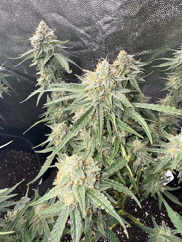 Growreport Bild 3