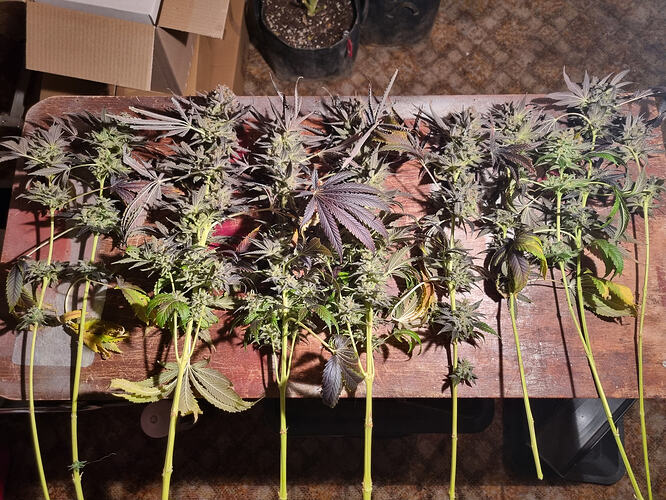 Mehrere frisch geerntete Cannabispflanzen mit lila und grünen Blättern und dichten Blütenständen liegen auf einem Holztisch.