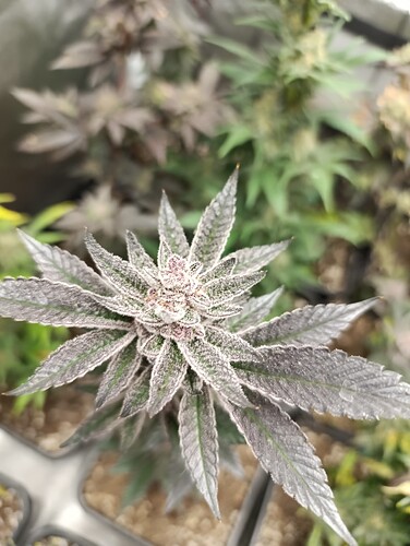 Growreport Bild 3