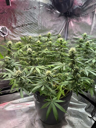 Growreport Bild 51