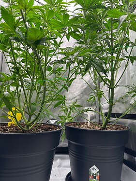 Growreport Bild 5