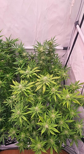 Growreport Bild 6