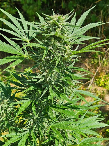 Growreport Bild 2