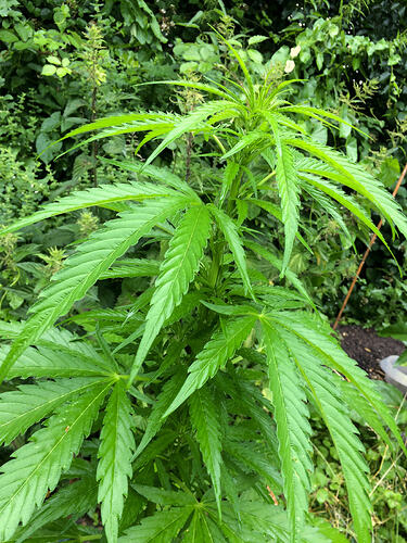 Grow26_0702_15