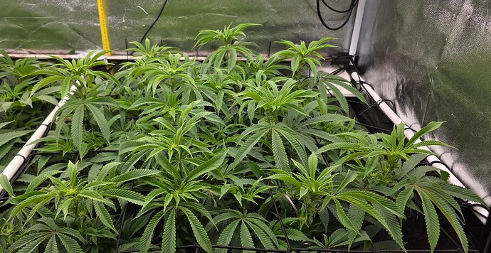 Growreport Bild 17