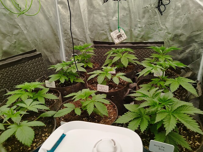 Growreport Bild 4